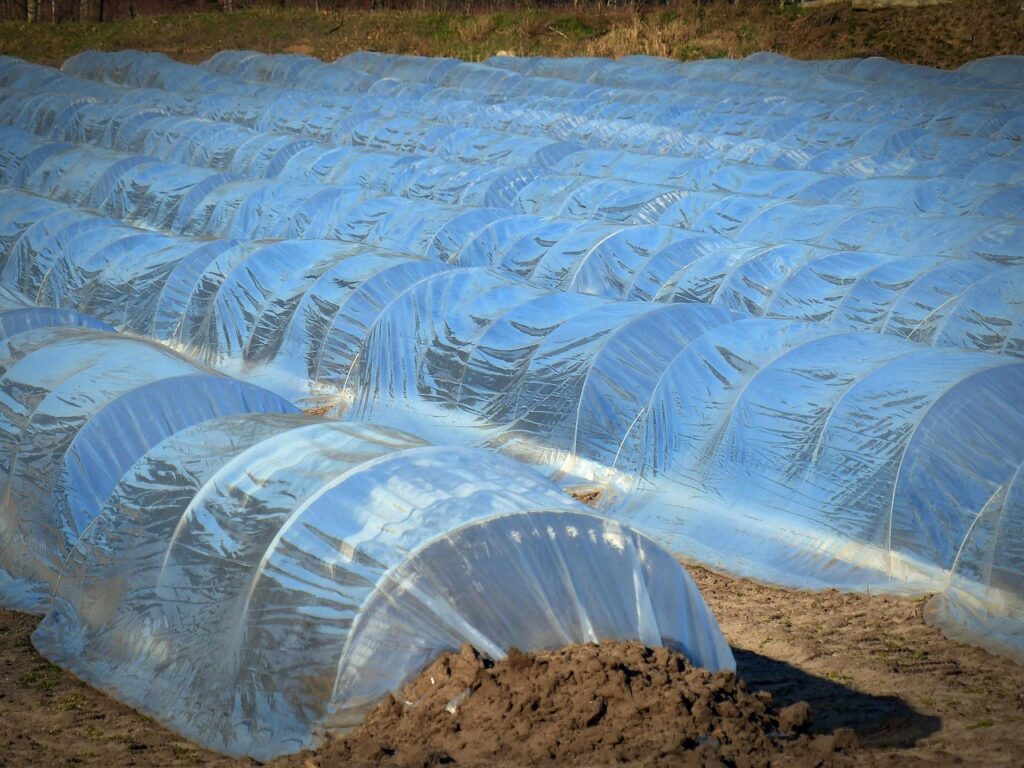 asparagus, asparagus cultivation, agriculture, tarpaulin cover, covered, cultivate, tarpaulin, sowing, field order, asparagus field, tarpaulin cover, tarpaulin, tarpaulin, tarpaulin, tarpaulin, tarpaulin