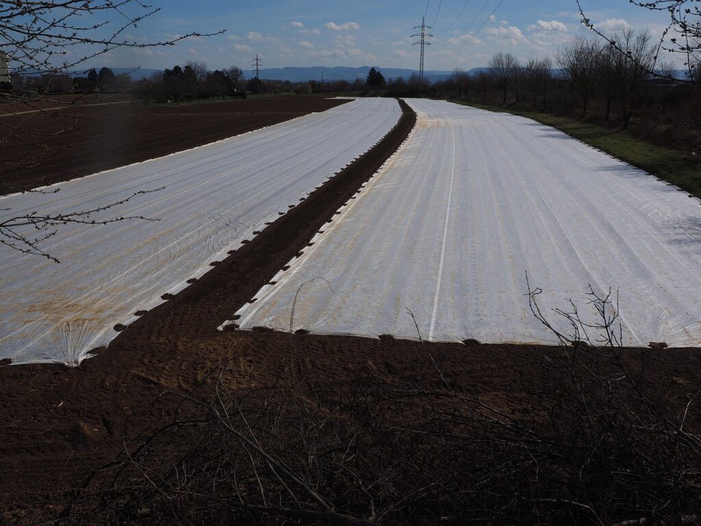 geeb0670071dd32b5bc3ff18658f1403a6eb5d304dfd344b05ca2dbbf439165138d3dc7264d75a6410f27107296ac104969345212f8669122fad34a108b6ca9dc_1280-1077260 fields, field, cultivation, agriculture, plane, cover, seed, sowing, tarpaulin cover, tarpaulin, covered, protect, protective, asparagus, asparagus fields, asparagus field, asparagus cultivation, cultivate, vegetables, vegetable growing, field order, tarpaulin, tarpaulin, tarpaulin, tarpaulin, tarpaulin